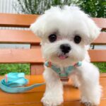 tinypaw maltese (1)