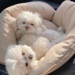 tinypaw maltese (2)