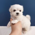 tinypaw maltese (2)