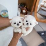 tinypaw maltese (3)