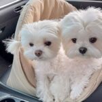 tinypaw maltese (4)