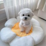 tinypaw maltese (4)