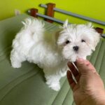 tinypaw maltese (5)