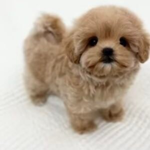Charlie